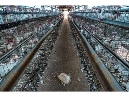 World Animal Protection Welcomes National Action Plan-AMR 2.0 and Calls for Improved Animal Welfare to Curb Misuse of Antibiotics in the Animal Farming Sector | World Animal Protection Welcomes National Action Plan-AMR 2.0 and Calls for Improved Animal Welfare to Curb Misuse of Antibiotics in the Animal Farming Sector