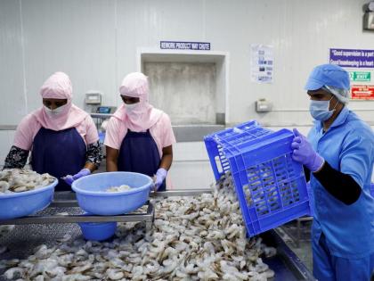 Non-American markets fuel India's shrimp export jump 2025-26: Report | Non-American markets fuel India's shrimp export jump 2025-26: Report