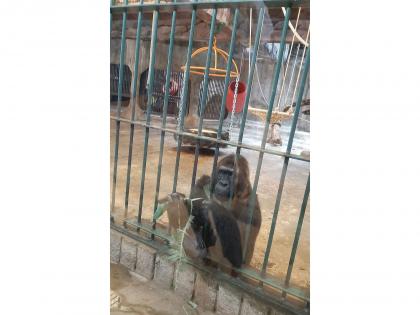 World Animal Protection Calls for Enhanced Institutionalized Protection of Animals | World Animal Protection Calls for Enhanced Institutionalized Protection of Animals