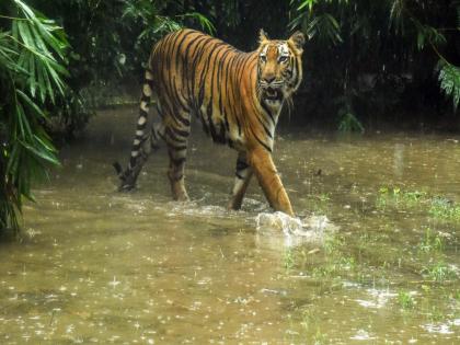 Nationwide tiger census begins in Nepal with 1,100 camera traps | Nationwide tiger census begins in Nepal with 1,100 camera traps Nationwide tiger census begins in Nepal with 1,100 camera traps | Nationwide tiger census begins in Nepal with 1,100 camera traps