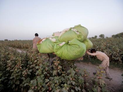 Policy paralysis chokes cotton trade, puts Pakistan's export economy in jeopardy | Policy paralysis chokes cotton trade, puts Pakistan's export economy in jeopardy Policy paralysis chokes cotton trade, puts Pakistan's export economy in jeopardy | Policy paralysis chokes cotton trade, puts Pakistan's export economy in jeopardy