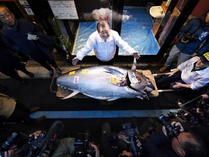 Japan: Bluefin tuna fetches record USD 3.2 million in Tokyo's fish market at New Year auction | Japan: Bluefin tuna fetches record USD 3.2 million in Tokyo's fish market at New Year auction Japan: Bluefin tuna fetches record USD 3.2 million in Tokyo's fish market at New Year auction | Japan: Bluefin tuna fetches record USD 3.2 million in Tokyo's fish market at New Year auction