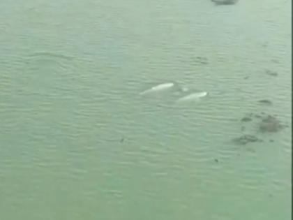 Dolphin census begins in Chilika Lake after sightings across lagoon | Dolphin census begins in Chilika Lake after sightings across lagoon Dolphin census begins in Chilika Lake after sightings across lagoon | Dolphin census begins in Chilika Lake after sightings across lagoon