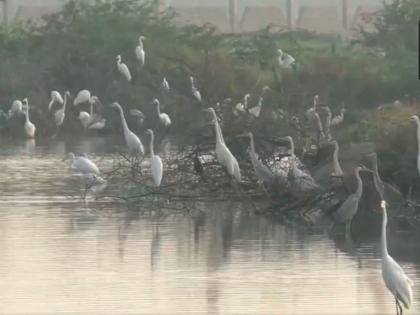 Tamil Nadu: Waterbird population census begins in Thoothukudi | Tamil Nadu: Waterbird population census begins in Thoothukudi Tamil Nadu: Waterbird population census begins in Thoothukudi | Tamil Nadu: Waterbird population census begins in Thoothukudi
