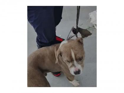 SDRF rescues pet Pit Bull dog that guarded owner's body for 4 days in Bharmour | SDRF rescues pet Pit Bull dog that guarded owner's body for 4 days in Bharmour SDRF rescues pet Pit Bull dog that guarded owner's body for 4 days in Bharmour | SDRF rescues pet Pit Bull dog that guarded owner's body for 4 days in Bharmour