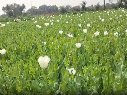 Rajasthan: Weather concerns mount for opium farmers in Bhilwara region | Rajasthan: Weather concerns mount for opium farmers in Bhilwara region Rajasthan: Weather concerns mount for opium farmers in Bhilwara region | Rajasthan: Weather concerns mount for opium farmers in Bhilwara region