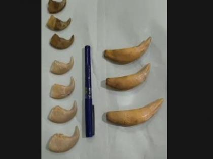 DRI Hyderabad seizes Tiger nails, canine teeth in Telangana, two traffickers detained | DRI Hyderabad seizes Tiger nails, canine teeth in Telangana, two traffickers detained DRI Hyderabad seizes Tiger nails, canine teeth in Telangana, two traffickers detained | DRI Hyderabad seizes Tiger nails, canine teeth in Telangana, two traffickers detained