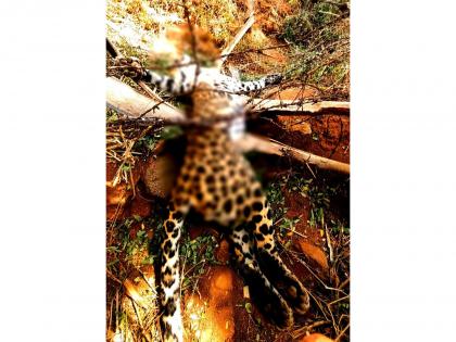 TN: Leopard dies after trapped in barbed wire fence in Coimbatore | TN: Leopard dies after trapped in barbed wire fence in Coimbatore TN: Leopard dies after trapped in barbed wire fence in Coimbatore | TN: Leopard dies after trapped in barbed wire fence in Coimbatore