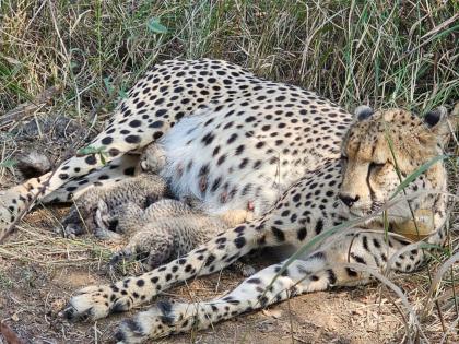 Kuno welcomes three new cubs as Indian Cheetah population rises to 38 | Kuno welcomes three new cubs as Indian Cheetah population rises to 38 Kuno welcomes three new cubs as Indian Cheetah population rises to 38 | Kuno welcomes three new cubs as Indian Cheetah population rises to 38