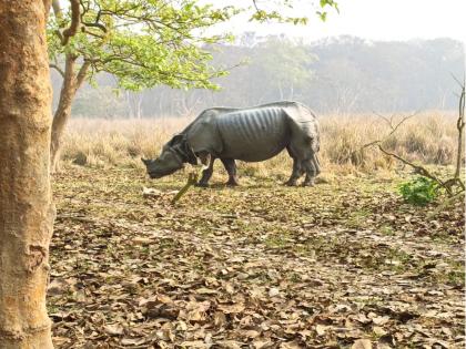 Assam: Male Rhino found dead in Pobitora; Horn secured | Assam: Male Rhino found dead in Pobitora; Horn secured Assam: Male Rhino found dead in Pobitora; Horn secured | Assam: Male Rhino found dead in Pobitora; Horn secured