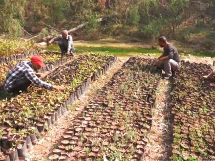 Green Udhampur Initiative: J-K forest department launches massive reforestation drive | Green Udhampur Initiative: J-K forest department launches massive reforestation drive Green Udhampur Initiative: J-K forest department launches massive reforestation drive | Green Udhampur Initiative: J-K forest department launches massive reforestation drive