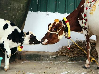 Hyderabad: Tension erupts in Shivarampalli over cow transport | Hyderabad: Tension erupts in Shivarampalli over cow transport Hyderabad: Tension erupts in Shivarampalli over cow transport | Hyderabad: Tension erupts in Shivarampalli over cow transport