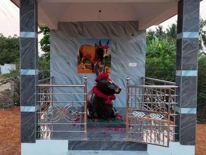 Tamil Nadu: Trichy family builds memorial for prize-winning Jallikattu bull 'Senkuricki Sevalai' | Tamil Nadu: Trichy family builds memorial for prize-winning Jallikattu bull 'Senkuricki Sevalai' Tamil Nadu: Trichy family builds memorial for prize-winning Jallikattu bull 'Senkuricki Sevalai' | Tamil Nadu: Trichy family builds memorial for prize-winning Jallikattu bull 'Senkuricki Sevalai'