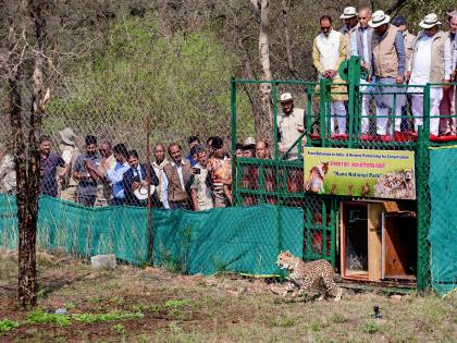 MP: 9 Cheetahs from Botswana released at Kuno National Park in Sheopur, India's Cheetah population rises to 48 | MP: 9 Cheetahs from Botswana released at Kuno National Park in Sheopur, India's Cheetah population rises to 48 MP: 9 Cheetahs from Botswana released at Kuno National Park in Sheopur, India's Cheetah population rises to 48 | MP: 9 Cheetahs from Botswana released at Kuno National Park in Sheopur, India's Cheetah population rises to 48