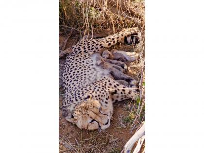 Total cheetah population in India reaches 53 after five cubs born at Kuno National Park | Total cheetah population in India reaches 53 after five cubs born at Kuno National Park Total cheetah population in India reaches 53 after five cubs born at Kuno National Park | Total cheetah population in India reaches 53 after five cubs born at Kuno National Park