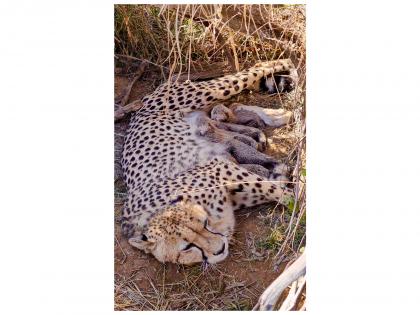"Proud moment for wildlife conservatio," says MP CM Mohan Yadav as India's Cheetah population reaches 53 | "Proud moment for wildlife conservatio," says MP CM Mohan Yadav as India's Cheetah population reaches 53 "Proud moment for wildlife conservatio," says MP CM Mohan Yadav as India's Cheetah population reaches 53 | "Proud moment for wildlife conservatio," says MP CM Mohan Yadav as India's Cheetah population reaches 53