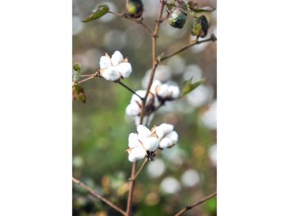 Cabinet approves Rs 1,718.56 crore MSP support for cotton farmers for 2023-24 season | Cabinet approves Rs 1,718.56 crore MSP support for cotton farmers for 2023-24 season Cabinet approves Rs 1,718.56 crore MSP support for cotton farmers for 2023-24 season | Cabinet approves Rs 1,718.56 crore MSP support for cotton farmers for 2023-24 season