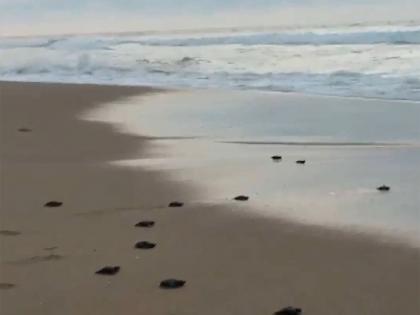 Baby olive ridley turtles head to sea at Puri's Blue Flag Beach | Baby olive ridley turtles head to sea at Puri's Blue Flag Beach Baby olive ridley turtles head to sea at Puri's Blue Flag Beach | Baby olive ridley turtles head to sea at Puri's Blue Flag Beach