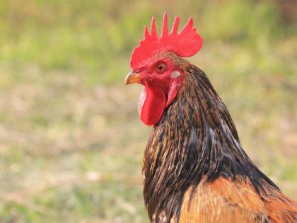 Indian food companies taking significant steps to end animal cruelty | Indian food companies taking significant steps to end animal cruelty Indian food companies taking significant steps to end animal cruelty | Indian food companies taking significant steps to end animal cruelty