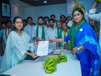 APCC President YS Sharmila Reddy drives "Banana Farmers Plight" to Collectorate | APCC President YS Sharmila Reddy drives "Banana Farmers Plight" to Collectorate APCC President YS Sharmila Reddy drives "Banana Farmers Plight" to Collectorate | APCC President YS Sharmila Reddy drives "Banana Farmers Plight" to Collectorate