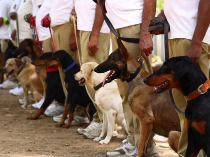 Gujarat Police K9 Unit becomes more lethal: 'Super Dogs' against terror, drugs | Gujarat Police K9 Unit becomes more lethal: 'Super Dogs' against terror, drugs Gujarat Police K9 Unit becomes more lethal: 'Super Dogs' against terror, drugs | Gujarat Police K9 Unit becomes more lethal: 'Super Dogs' against terror, drugs