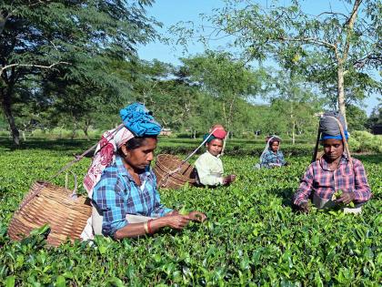 After 200 years, a dream comes true: PM Modi grants land ownership rights to tea workers | After 200 years, a dream comes true: PM Modi grants land ownership rights to tea workers After 200 years, a dream comes true: PM Modi grants land ownership rights to tea workers | After 200 years, a dream comes true: PM Modi grants land ownership rights to tea workers