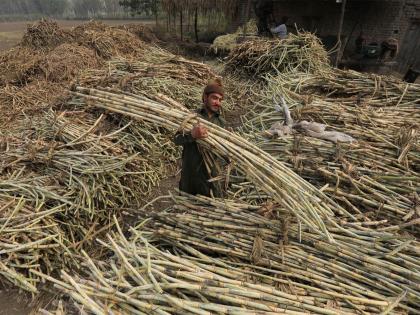 Pakistan's sugar glut exposes policy gaps amid economic strain | Pakistan's sugar glut exposes policy gaps amid economic strain Pakistan's sugar glut exposes policy gaps amid economic strain | Pakistan's sugar glut exposes policy gaps amid economic strain