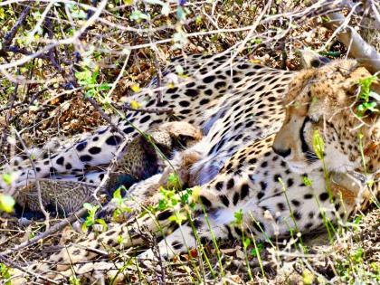 Indian-born Cheetah gives birth to 4 cubs in wild at Kuno National Park in Madhya Pradesh | Indian-born Cheetah gives birth to 4 cubs in wild at Kuno National Park in Madhya Pradesh Indian-born Cheetah gives birth to 4 cubs in wild at Kuno National Park in Madhya Pradesh | Indian-born Cheetah gives birth to 4 cubs in wild at Kuno National Park in Madhya Pradesh