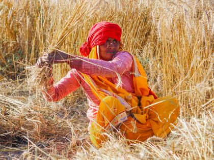 India released nearly 3,000 climate-resilient crop varieties during 2014-25: Govt | India released nearly 3,000 climate-resilient crop varieties during 2014-25: Govt India released nearly 3,000 climate-resilient crop varieties during 2014-25: Govt | India released nearly 3,000 climate-resilient crop varieties during 2014-25: Govt