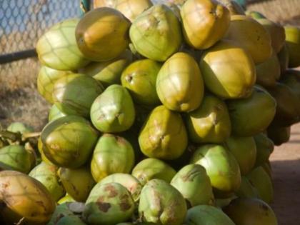 Gujarat records 20 pc rise in tender coconut production in two years; annual output reaches 26 crore | Gujarat records 20 pc rise in tender coconut production in two years; annual output reaches 26 crore Gujarat records 20 pc rise in tender coconut production in two years; annual output reaches 26 crore | Gujarat records 20 pc rise in tender coconut production in two years; annual output reaches 26 crore
