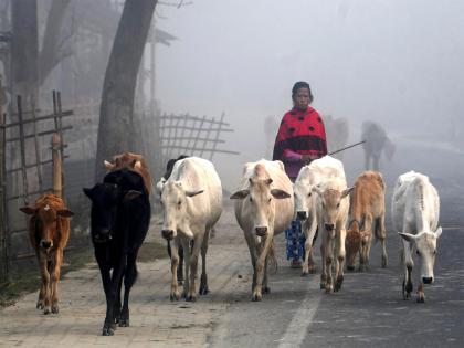West Bengal government announces enforcement of cow slaughter rules | West Bengal government announces enforcement of cow slaughter rules West Bengal government announces enforcement of cow slaughter rules | West Bengal government announces enforcement of cow slaughter rules