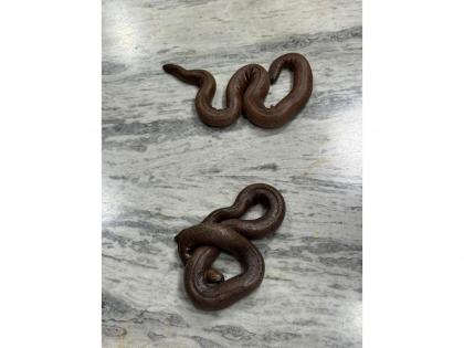 Telangana: DRI Hyderabad arrests man for illegal trading of Red Sand Boa snakes in Warangal | Telangana: DRI Hyderabad arrests man for illegal trading of Red Sand Boa snakes in Warangal Telangana: DRI Hyderabad arrests man for illegal trading of Red Sand Boa snakes in Warangal | Telangana: DRI Hyderabad arrests man for illegal trading of Red Sand Boa snakes in Warangal