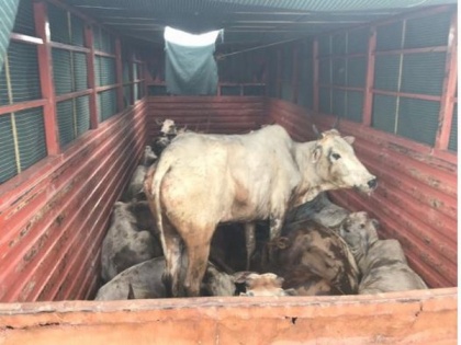 Two arrested for illegally transporting cows, oxen in Andhra Pradesh | Two arrested for illegally transporting cows, oxen in Andhra Pradesh