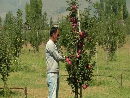 Apple production soars due to high-density plants in Kashmir | Apple production soars due to high-density plants in Kashmir