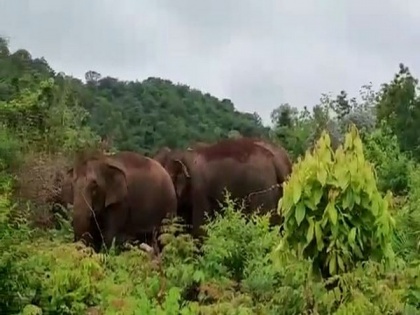 4 elephants found wandering near hamlet in Andhra | 4 elephants found wandering near hamlet in Andhra