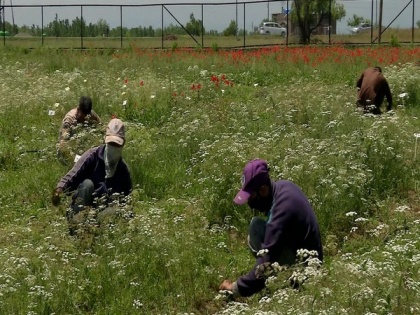 J-K: Research centre set up in Pampore to boost cumin cultivation | J-K: Research centre set up in Pampore to boost cumin cultivation