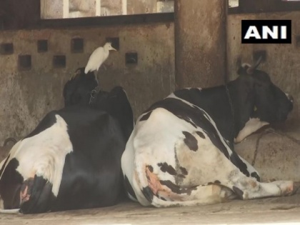 Cowsheds in Mumbai face shortage of fodder supply amid lockdown | Cowsheds in Mumbai face shortage of fodder supply amid lockdown