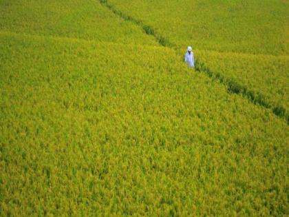 India exports only 1 pc of wheat, pulses and fruits, says parliamentary panel | India exports only 1 pc of wheat, pulses and fruits, says parliamentary panel