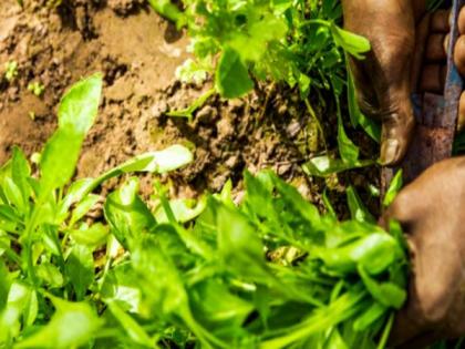 Microsoft announces programme to accelerate growth of agritech startups in India | Microsoft announces programme to accelerate growth of agritech startups in India Microsoft announces programme to accelerate growth of agritech startups in India | Microsoft announces programme to accelerate growth of agritech startups in India