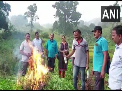 Andhra Pradesh: Visakhapatnam District Police destroys cannabis plantation | Andhra Pradesh: Visakhapatnam District Police destroys cannabis plantation