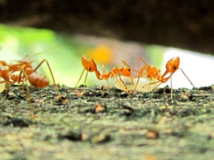 Social isolation behaviour in ants is similar to that of humans | Social isolation behaviour in ants is similar to that of humans