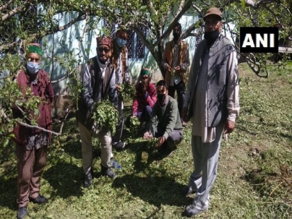 Hailstorm destroys apple crop in Himachal Pradesh | Hailstorm destroys apple crop in Himachal Pradesh