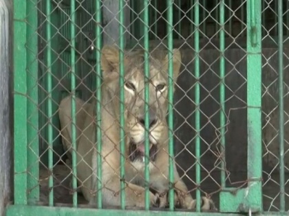 Assam State Zoo acquires 2 Asiatic lions from Gujarat | Assam State Zoo acquires 2 Asiatic lions from Gujarat
