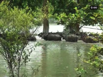 Floodwater enters Pobitora Wildlife Sanctuary, mals take refuge in highlands | Floodwater enters Pobitora Wildlife Sanctuary, mals take refuge in highlands