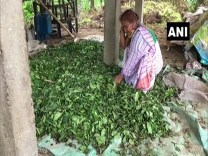 Condensate from gas leak damages crops in Assam's Tinsukia, say farmers | Condensate from gas leak damages crops in Assam's Tinsukia, say farmers Condensate from gas leak damages crops in Assam's Tinsukia, say farmers | Condensate from gas leak damages crops in Assam's Tinsukia, say farmers