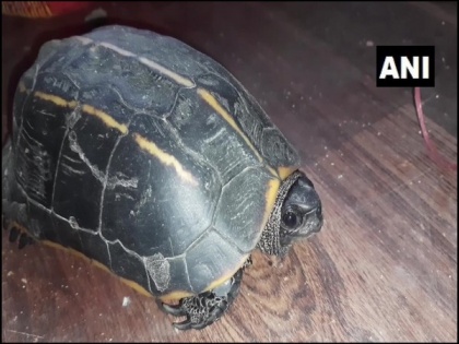 3 held with rare turtle species in Assam | 3 held with rare turtle species in Assam