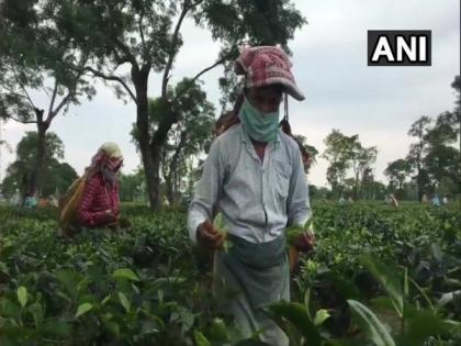 Work resumes at tea estates in Assam | Work resumes at tea estates in Assam