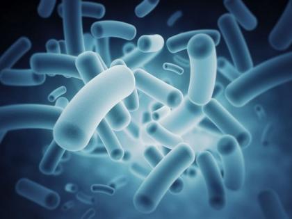 Bacteria capable of wiping out disease-carrying mosquitoes: Australian study | Bacteria capable of wiping out disease-carrying mosquitoes: Australian study Bacteria capable of wiping out disease-carrying mosquitoes: Australian study | Bacteria capable of wiping out disease-carrying mosquitoes: Australian study