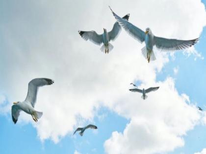 Birds optimize their landing maneuvers for accurate descent : Research | Birds optimize their landing maneuvers for accurate descent : Research