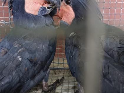 6 Australian Black Palm Cockatoos rescued in Assam | 6 Australian Black Palm Cockatoos rescued in Assam 6 Australian Black Palm Cockatoos rescued in Assam | 6 Australian Black Palm Cockatoos rescued in Assam